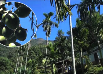 Betel nut farming giving farmers a major economic boost