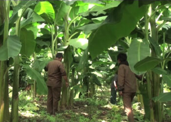 Farmers in Zhemgang going commercial way in Banana production