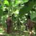 Farmers in Zhemgang going commercial way in Banana production