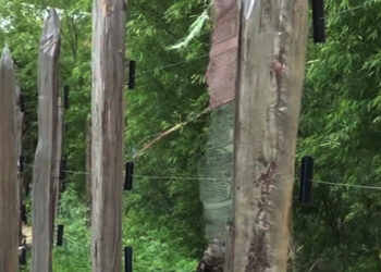 Installing electric fencing could risk forest degradation