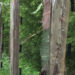 Installing electric fencing could risk forest degradation