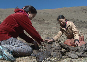 People of Lingzhi beat biting cold with animal dung