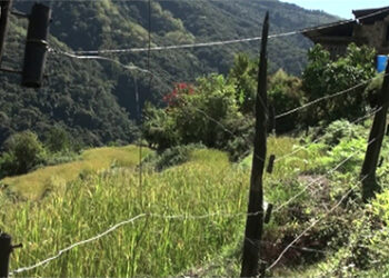 Solar fencing improves farm productivity in Kyidkhar Village