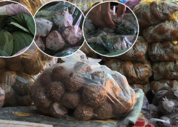 Tackling the country’s doma chewing habit