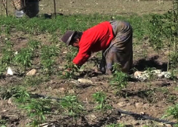 Winter chili production in Chhimoong goes well