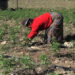 Winter chili production in Chhimoong goes well