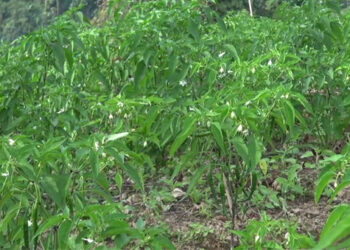 Farmers of Phuentshogling Gewog grow chilies on vast scale