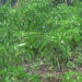 Farmers of Phuentshogling Gewog grow chilies on vast scale