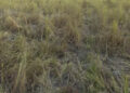 Farmers’ effort to deter wild elephants from crop raiding seem useless