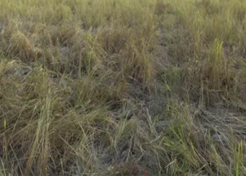 Farmers’ effort to deter wild elephants from crop raiding seem useless