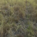 Farmers’ effort to deter wild elephants from crop raiding seem useless