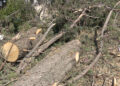 Getting rid of allergy-causing tree species