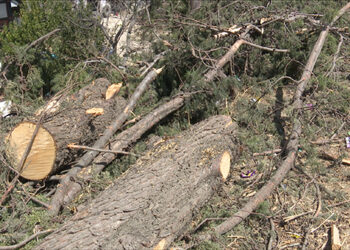 Getting rid of allergy-causing tree species