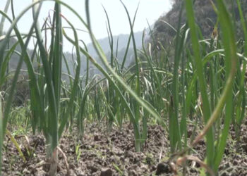 Mass onion cultivation in Berti looks promising