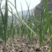 Mass onion cultivation in Berti looks promising