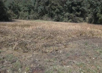 Saving Dara Tsho in Patshaling Gewog from extinction