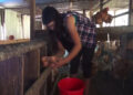 Serthig’s lone poultry farmer prospers