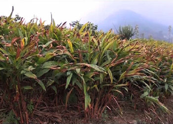 Cardamom farmers’ hopes wilt