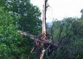 1 killed by lightning strike in Lhuentse
