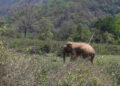 Elephant kills man in Pemathang Gewog