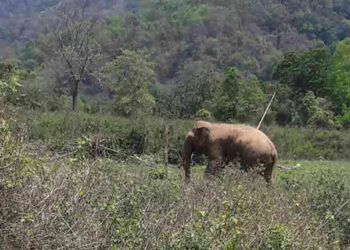 Elephant kills man in Pemathang Gewog