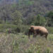 Elephant kills man in Pemathang Gewog