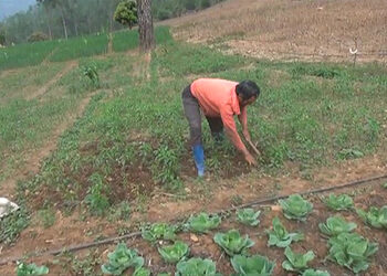 Kalapang farmers scale up vegetable farming for economic gains