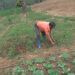 Kalapang farmers scale up vegetable farming for economic gains