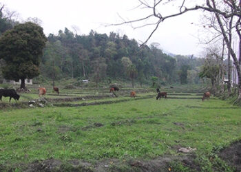 No spring paddy cultivation in Khamaedthang this season