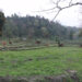 No spring paddy cultivation in Khamaedthang this season
