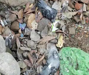 Pigeon deaths spark bird flu fear in Samtse