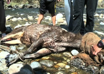 Sambar deer rescued by forest officials of Jigme Khesar Strict Nature Reserve