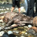 Sambar deer rescued by forest officials of Jigme Khesar Strict Nature Reserve