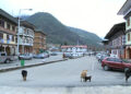 Stray dog menace growing in Haa
