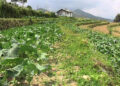 Tsirang- country’s vegetable hub gears towards 100% organic farming