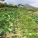 Tsirang- country’s vegetable hub gears towards 100% organic farming