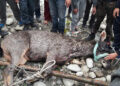 Sambar deer rescued in Paro