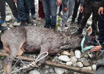 Sambar deer rescued in Paro