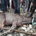 Sambar deer rescued in Paro