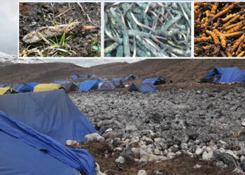 Lunaps blessed with bountiful cordyceps harvest