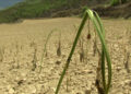 Scarce rain leaves fields parched and farmers anxious in Paro