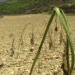 Scarce rain leaves fields parched and farmers anxious in Paro