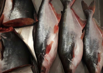 Fish imported from India safe for consumption: BAFRA