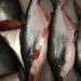 Fish imported from India safe for consumption: BAFRA