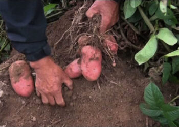 New potato seeds to improve yield