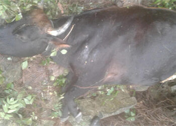 Tigers kill 15 cows in Zhemgang