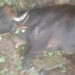 Tigers kill 15 cows in Zhemgang