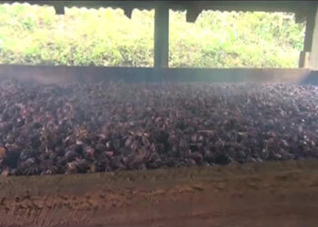 Low cardamom price leaves farmers in Darla disappointed