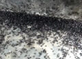 Outbreak of dark-winged fungus gnats in Trongsa