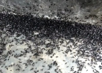 Outbreak of dark-winged fungus gnats in Trongsa